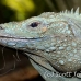 iguana_blue_qebp_gc_h_0209_cay0686.jpg